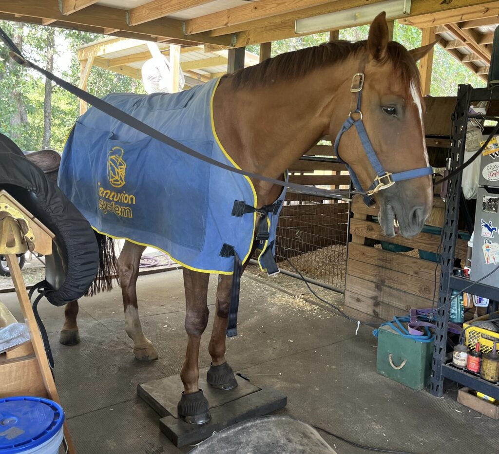 Horse rehabilitative board Aiken, SC