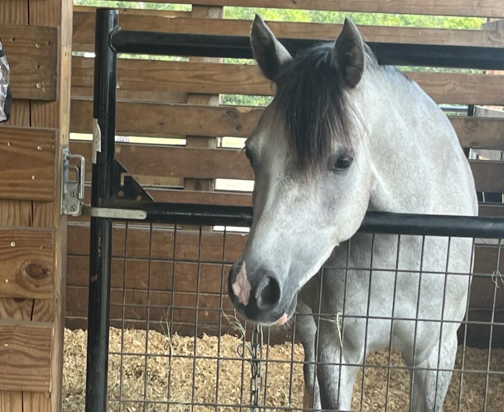 Horseback Riding Lessons Aiken