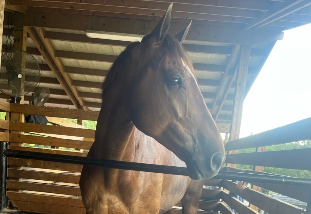 Sandy Bottom Farm Farm Visit Horse