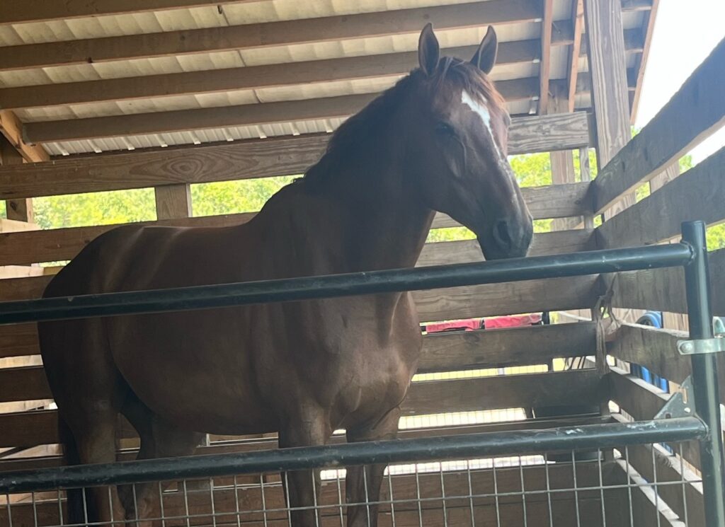 Horseback Riding Lessons Sandy Bottom Farm